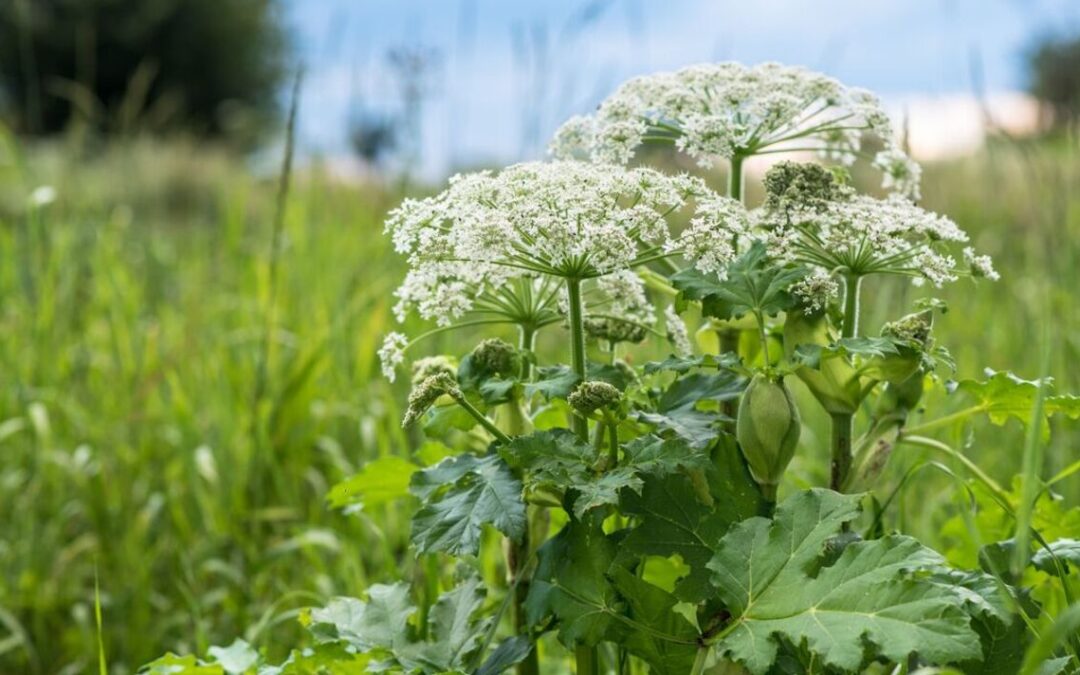 urgent-warning-issued-over-‘uk’s-most-dangerous-plant’-that-can-kill-dogs-and-blister-skin