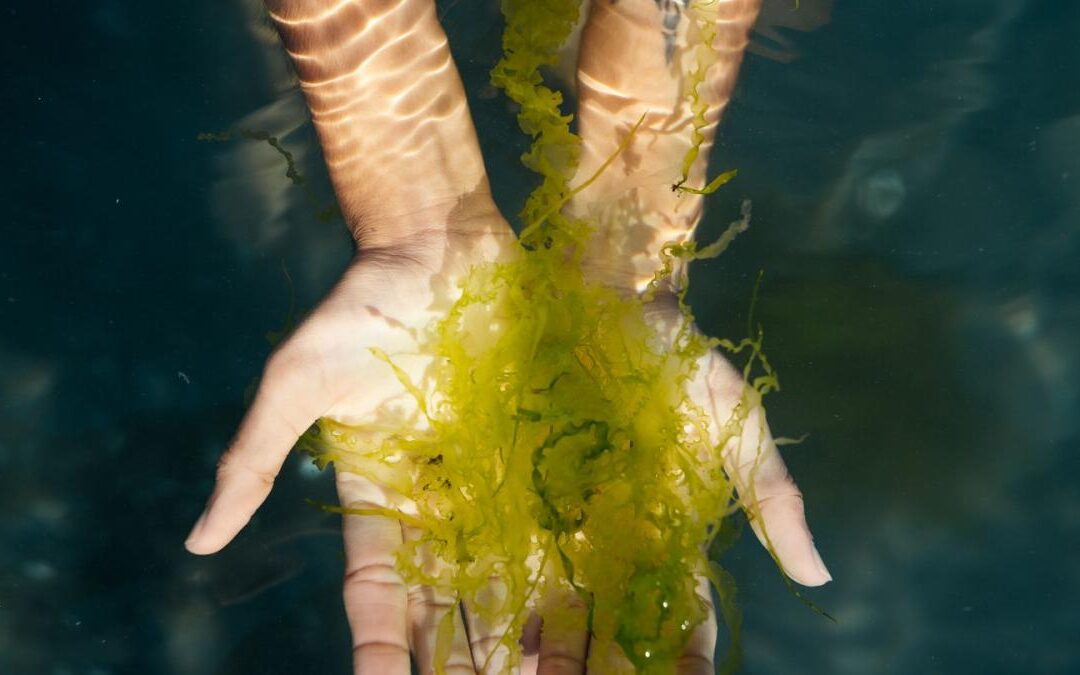 everything-you-need-to-know-about-seaweed-in-skin-care